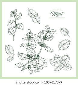 Hand drawn botanical illustration of mint. Vintage collection of medical herbs and plants. Vector hand-drawn sketch for cosmetics, labels, packages and textiles.