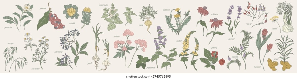 Hand drawn botanical illustration set of apothecary herbs including ginger, chamomile, peppermint, fennel, dandelion, turmeric and etc. Vintage apothecary style with muted colors for herbal tea and natural product design.