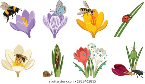 Hand drawn botanical illustration set featuring colorful crocus flowers with bees, a butterfly, ladybug, snail, beetle, and fresh dew drops. Ideal for spring designs, educational materials, greeting cards, stickers, posters, and nature themed projects.