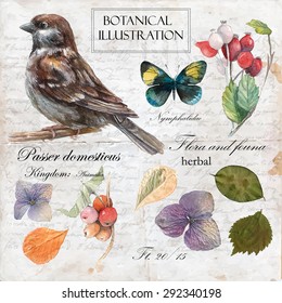 Hand drawn botanical illustration in vintage style.Vector set of watercolor hand drawn sparrow,butterflies,barberry and dry flower Isolated on vintage background  with letters and text.