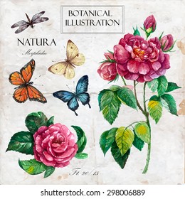 Hand drawn botanical illustration in vintage style.Vector set of watercolor hand drawn roses, butterflies, dragonfly Isolated on vintage background  with letters and text.