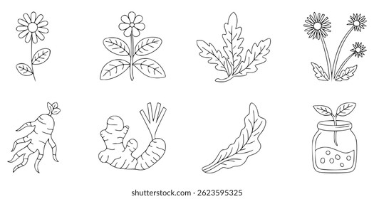Hand drawn botanical illustrations for nature and herbal designs