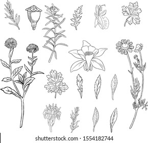 Set Hand Drawn Floral Elements Plants Stock Vector (Royalty Free ...