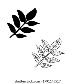 Hand drawn botanical leaf of ash. Leaf silhouette. Line art, doodle, minimalism, modern style, vector floral graphic illustration. 