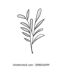 Hand Drawn Botanical Leaf Doodle Wildflower