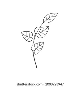 Hand Drawn Botanical Leaf Doodle Wildflower