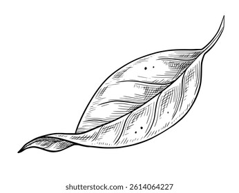 Hand drawn botanical leaf in engraving style with delicate linework. Vector illustration of lemon plant for vintage herbal designs. Monochrome etching painted by black inks on isolated background.