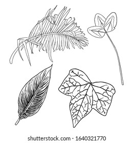 Hand drawn botanical leaves branches and fern. Domesticated home floral design elements. Drawing sketches for wedding invitations and summer sale banners. Vector.