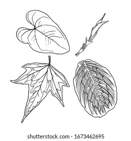 Hand drawn botanical leaves branches and fern. Domesticated home floral design elements. Drawing sketches for wedding invitations and summer sale banners. Vector.