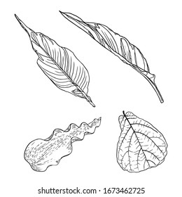 Hand drawn botanical leaves branches and fern. Domesticated home floral design elements. Drawing sketches for wedding invitations and summer sale banners. Vector.