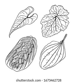 Hand drawn botanical leaves branches and fern. Domesticated home floral design elements. Drawing sketches for wedding invitations and summer sale banners. Vector.