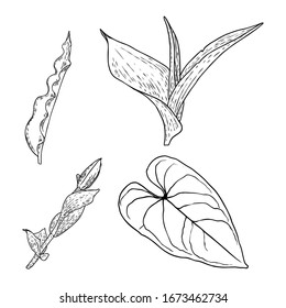 Hand drawn botanical leaves branches and fern. Domesticated home floral design elements. Drawing sketches for wedding invitations and summer sale banners. Vector.