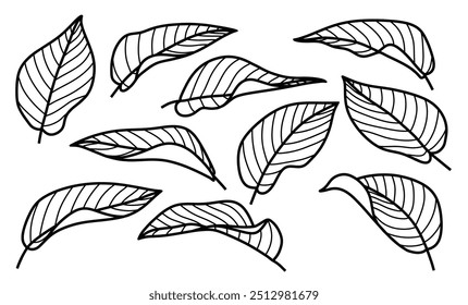 Hand drawn botanical leaves set on white background.