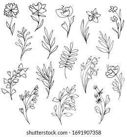 Hand drawn botanical line art elements. Black and white plants and flowers. Floral graphic design elements. Vector illustration.