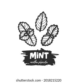 Hand drawn botanical mint plant leaves style. Outline stylized ink lettering illustration. Isolated peppermint engraved drawing of menthol leaves. Leaf herbal spearmint herb.