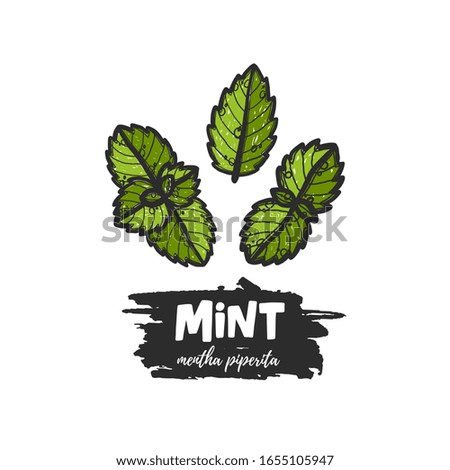 Hand drawn botanical mint plant leaves style. Grunge stylized ink lettering illustration. Isolated peppermint engraved drawing of menthol leaves. Leaf herbal spearmint herb.