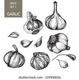 Hand drawn botanical hand drawn sketch collection of garlic.