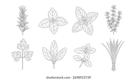 Conjunto de esboço botânico desenhado à mão apresentando ervas e grãos para projetos culinários e design vetor