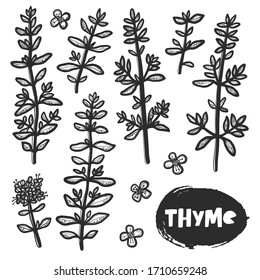 Hand drawn botanical thyme plant sketch style. Grunge stylized ink herbal illustration. Isolated herb engraved drawing of menthol leaves. Outline leaf and flowers.