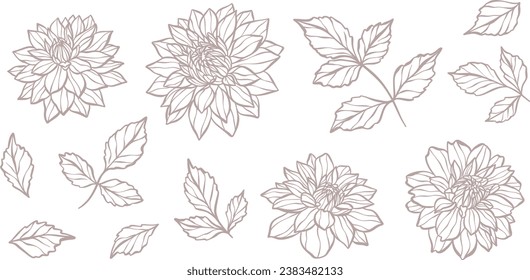 Hand drawn botanical vector dahlia illustration set with leaves and flowers, blooming flower head line art design.