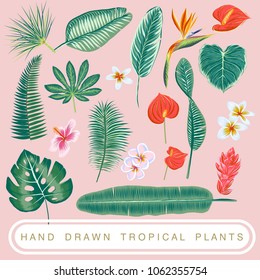Hand drawn botanical vector illustration with tropical plant. Isolated. EPS8. Tropical element.
