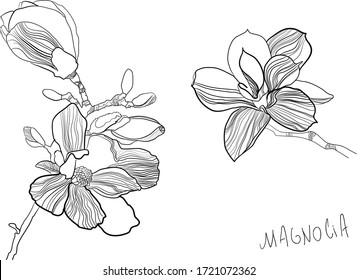 Hand drawn botanical vector illustration of magnolia flowers in graphic style. Line art on white backgrounds im minimalism style. Print for wedding invitation or card and web design.