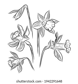 Hand drawn botanical vector illustration narcissus flowers in graphic style. Line art on white backgrounds im minimalism style. Print for wedding invitation or card and web design.