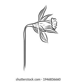 Hand drawn botanical vector illustration narcissus flowers in graphic style. Line art on white backgrounds im minimalism style. Print for wedding invitation or card and web design.