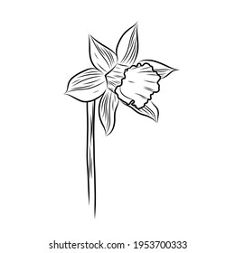 Hand drawn botanical vector illustration narcissus flowers in graphic style. Line art on white backgrounds im minimalism style. Print for wedding invitation or card and web design.