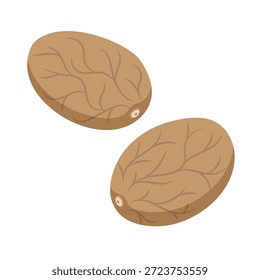 Ilustración vectorial Botánica Dibujada a Mano de Nuez Moscada (Myristica fragrans) con Semilla y Fruta Detalles