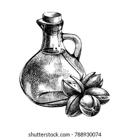 Hand drawn bottle of oil and pecan nuts. Vector illustration