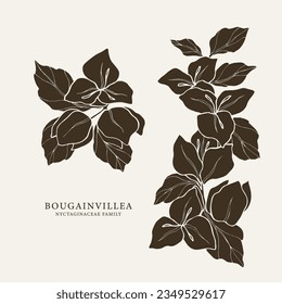 Hand drawn bougainvillea flower branches