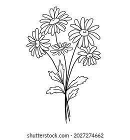 Hand drawn bouquet of daisies. Vector outline illustration with flowers Chamomile. Line art isolated on white