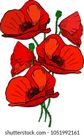 hand drawn bouquet of five red blossoming poppies and green stems isolated on white background