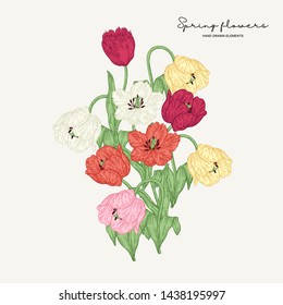 Hand drawn bouquet of red, pink; yellow, white tulips. Spring flowers set. Garden plants. Botanical vector illustration.