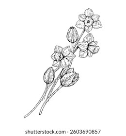 Hand drawn bouquet of spring flowers with tulips and daffodils. Black and white botanical sketch for Easter, Women s Day, greeting cards, floral designs, packaging, and seasonal decorations.