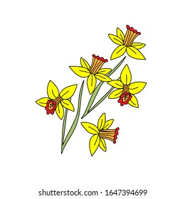 Hand drawn bouquet of yellow narcissus with green leaves isolated on white background. Cartoon narcissus vector botanical  illustration. Best for cards, posters, textile, print, greeting, wedding