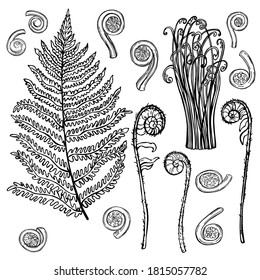 Hand drawn bracken fern on white background.  Vector sketch  illustration.  