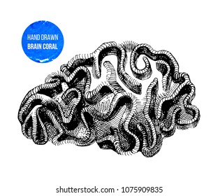 Hand drawn brain coral isolated on white background