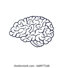 Hand Drawn Brain Isolated on White Background. Vector illustration