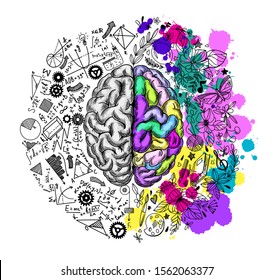 Hand drawn brain, left and right semispheres, surrounded by formules and graphs and flowers with butterflies and stars, hand drawn vector illustration