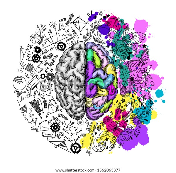 Hand Drawn Brain Left Right Semispheres Stock Vector (Royalty Free ...