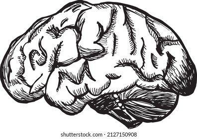 Hand drawn brain with lines shadows 