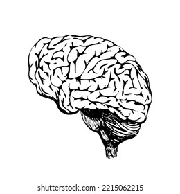 Hand drawn of a brain, sketch. Doodle vector illustration isolated on a white background.