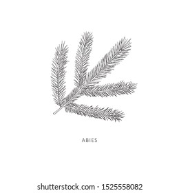 Rama dibujada a mano del árbol de abies. Gráfica vectorial de arte de línea.