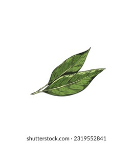 Hand drawn branch bay leaf. Green tea leaves. Colorfull vector realistic sketch illustration of bay leaves isolated on white background. Herbs, spices, natural flavors concept svg