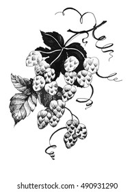 Hand drawn branch with berries. Black and white vector