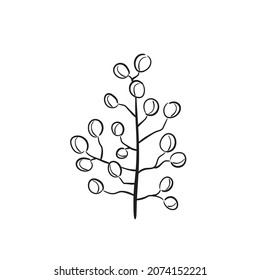 hand drawn branch with berries. vector botanical element for christmas and new year greeting card and invitation design