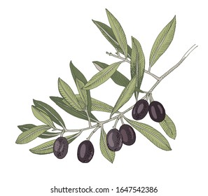 Hand drawn branch with black olives. Sketched colorful vector illustration. Easy to use in your package designs.