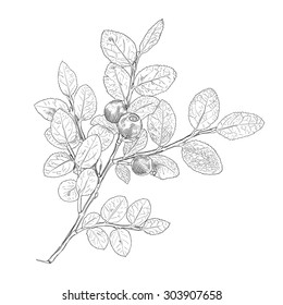 Hand drawn branch of black and white vector blueberry with a three berries. Isolated layered illustration with outline and fill.